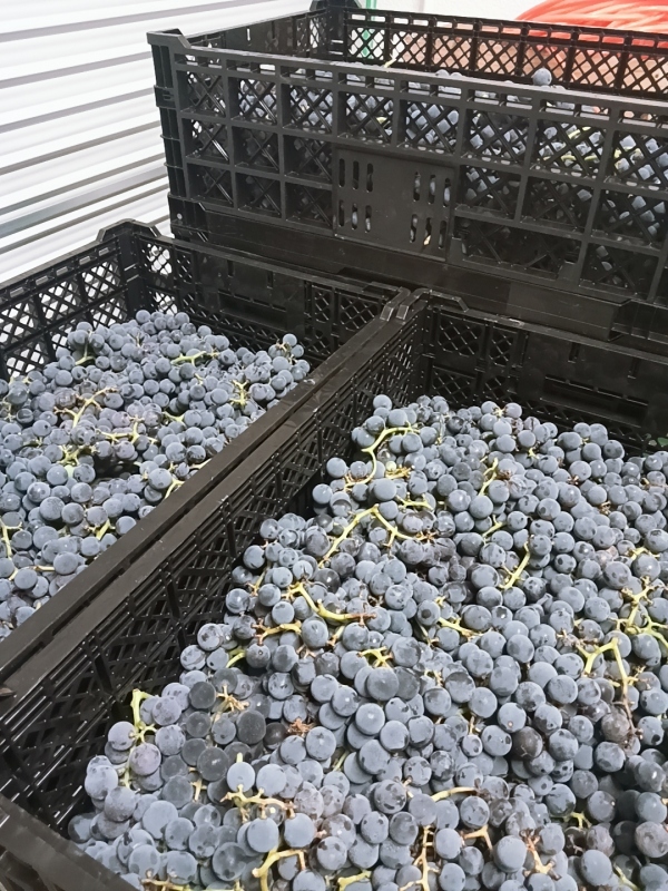 岩瀬　ゆうかの写メ